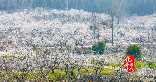 最美人间四月天花开如梦,最美人间四月天书香浸润满校园