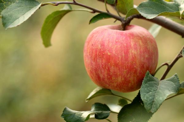 哪些水果能够起到保护眼睛的功能,吃什么水果对眼睛好能够恢复视力