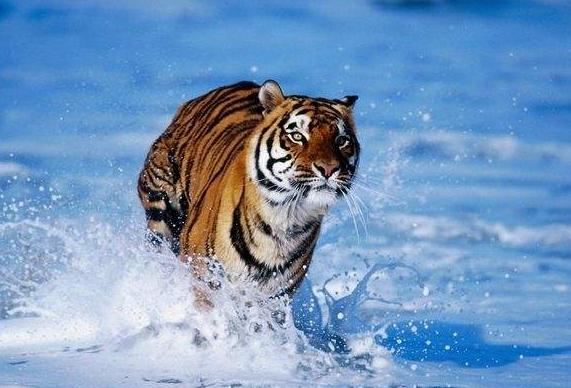 1986年炉中火属虎2024年运势,1986年四月属虎炉中火命缺金