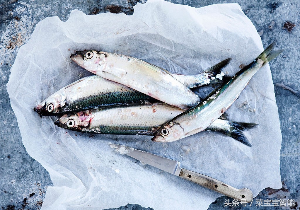 为什么喜欢吃鲱鱼,爱吃鲱鱼