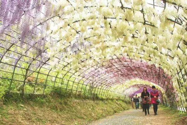 日本樱花之旅,来一场日本樱花之旅