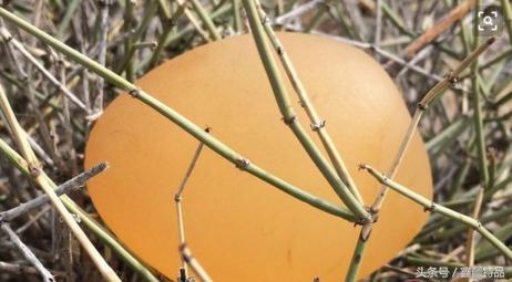 怎么区分新疆戈壁海蓝宝石的真假,价值400万的新疆戈壁海蓝宝石