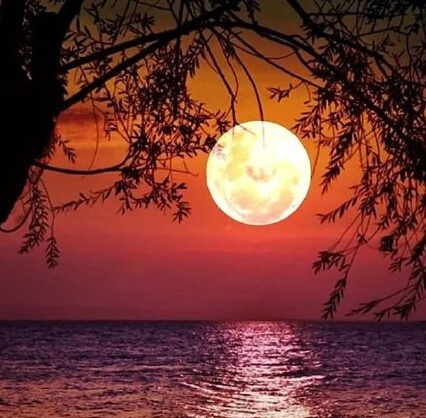 三毛极美的九句话道尽人生,三毛的话惊艳了时光温暖了岁月