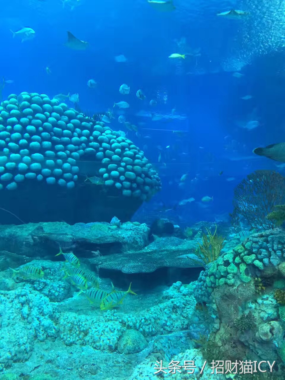 珠海长隆奇幻之旅,广州珠海长隆两天一夜攻略