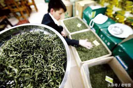 明前茶叶新品茶,茶叶品牌老字号口粮茶