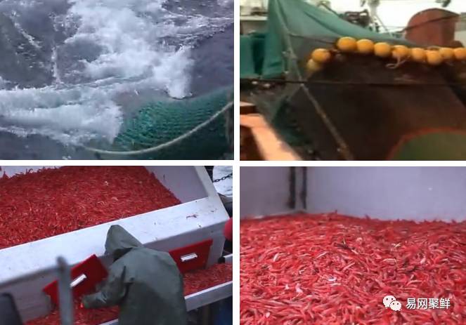 全球最优质的北极甜虾,正宗日本北极虾