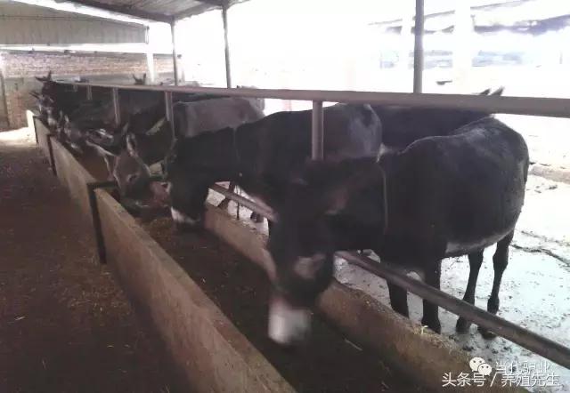 德州驴合适什么地方养殖,德州驴养殖业发展状况如何