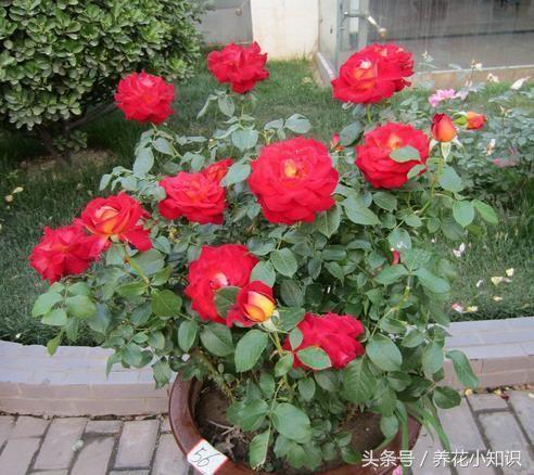 能够长期摆放在室内的花卉有哪些,四种不宜在室内养的花