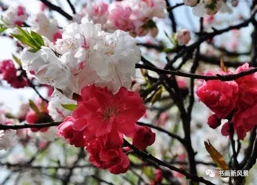 踏青的优美古诗词名句经典,描写春天出游踏青的古诗词