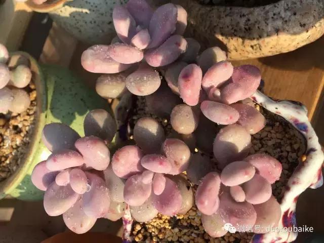 一入肉坑深似海下一句,一入肉坑深似海