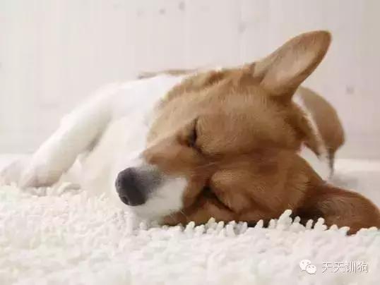 狗狗总是有眼屎怎么办,狗狗总是有虫子怎么办