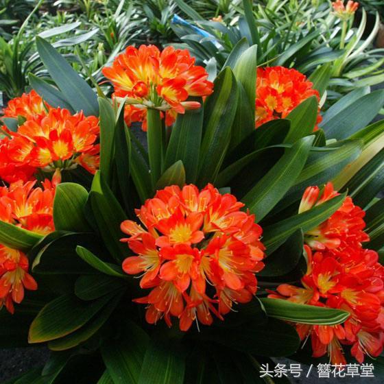 老花农浇水方法,老君子兰育苗的方法