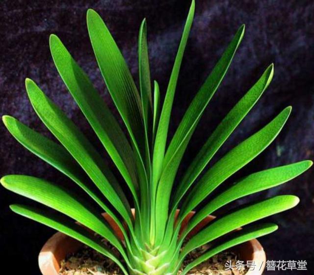 老花农浇水方法,老君子兰育苗的方法