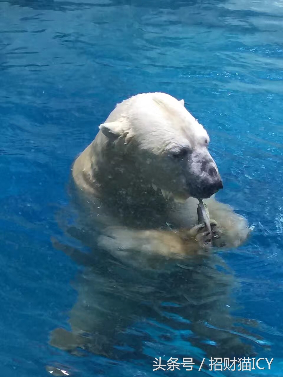 珠海长隆奇幻之旅,广州珠海长隆两天一夜攻略