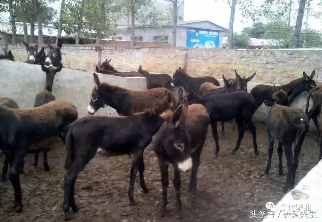 德州驴合适什么地方养殖,德州驴养殖业发展状况如何