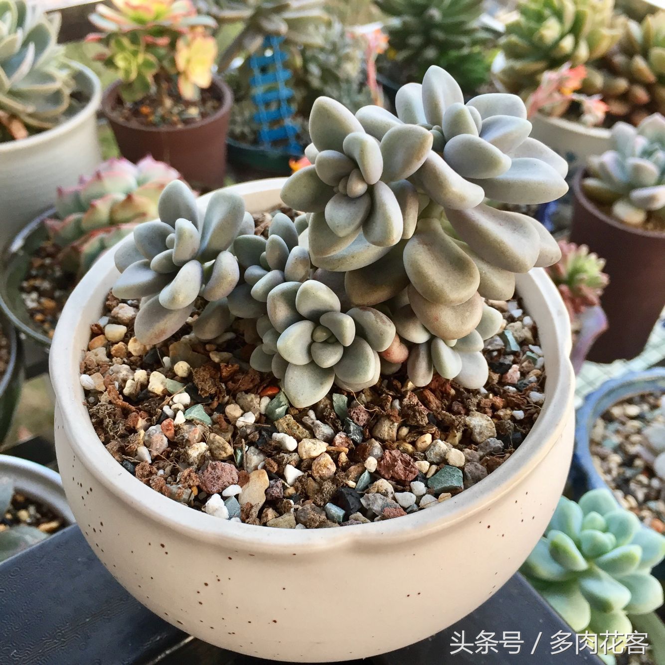 多肉植物与其他植物的区别,多肉植物艾伦