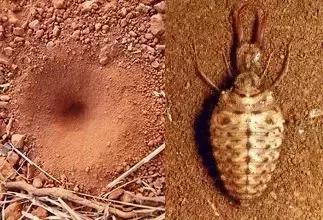 农村十分常见动物,雷州最稀有的动物