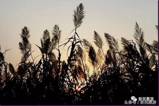 沙家浜，竹林幽径渔翁垂钓芦荡涛声