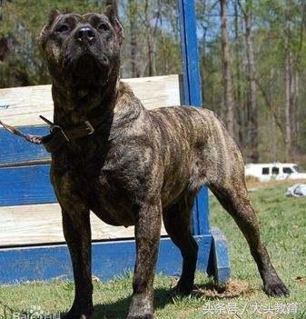 全球十大护卫犬排行榜,世界十大护卫犬排行榜图片