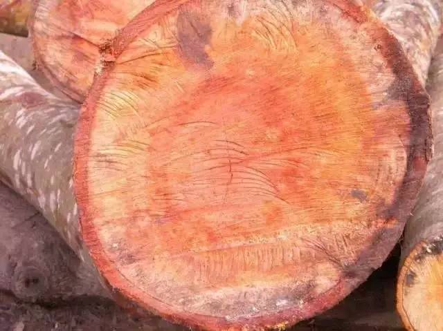 红松木材的密度和硬度对照表,100种木材硬度对照表榉木