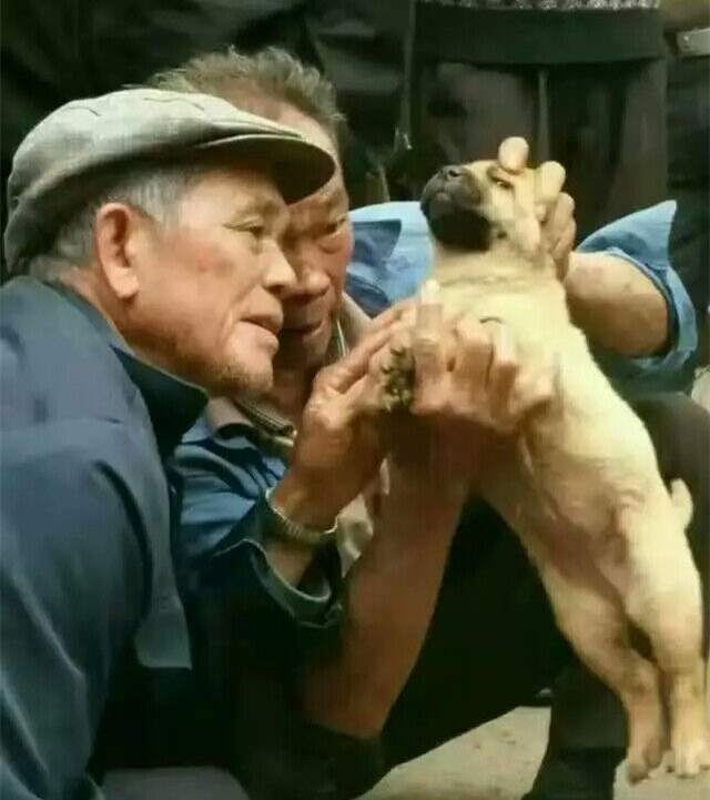 相狗经老人教你挑选好狗,古代选狗与现代选狗的方法