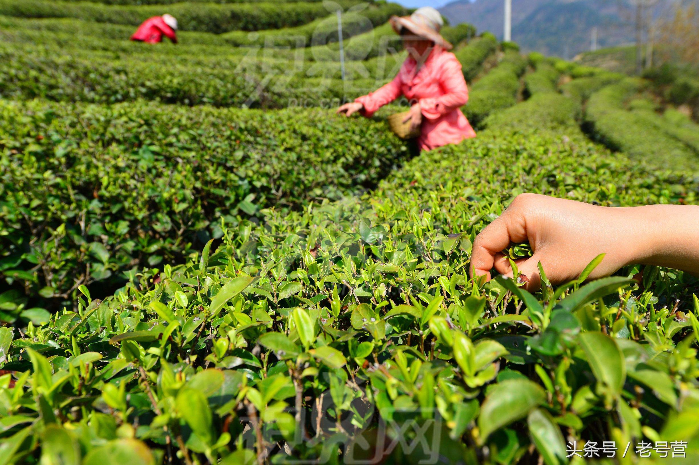 明前茶叶新品茶,茶叶品牌老字号口粮茶