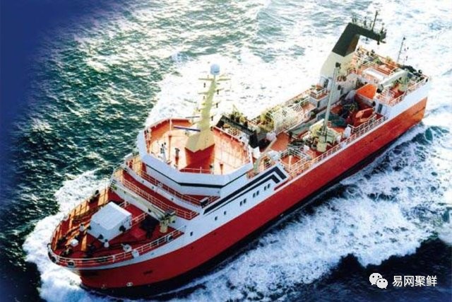 全球最优质的北极甜虾,正宗日本北极虾