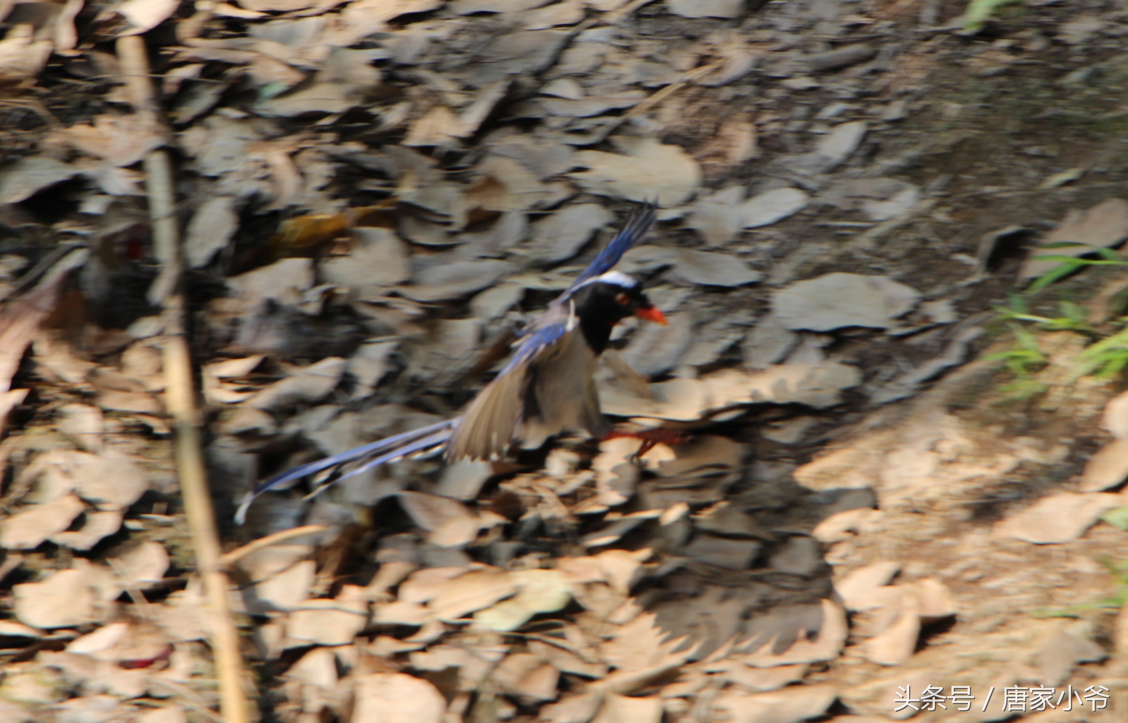 佳能700d样片欣赏,如何快速上手一台佳能700d