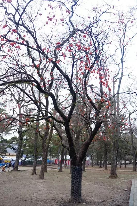 日本奈良看小鹿,日本奈良看小鹿视频