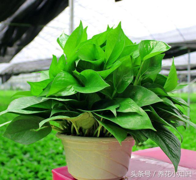 能够长期摆放在室内的花卉有哪些,四种不宜在室内养的花