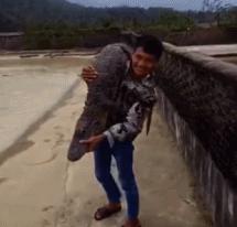 成年袋鼠打架时哪个部位支撑身体,袋鼠和袋鼠为什么喜欢打架