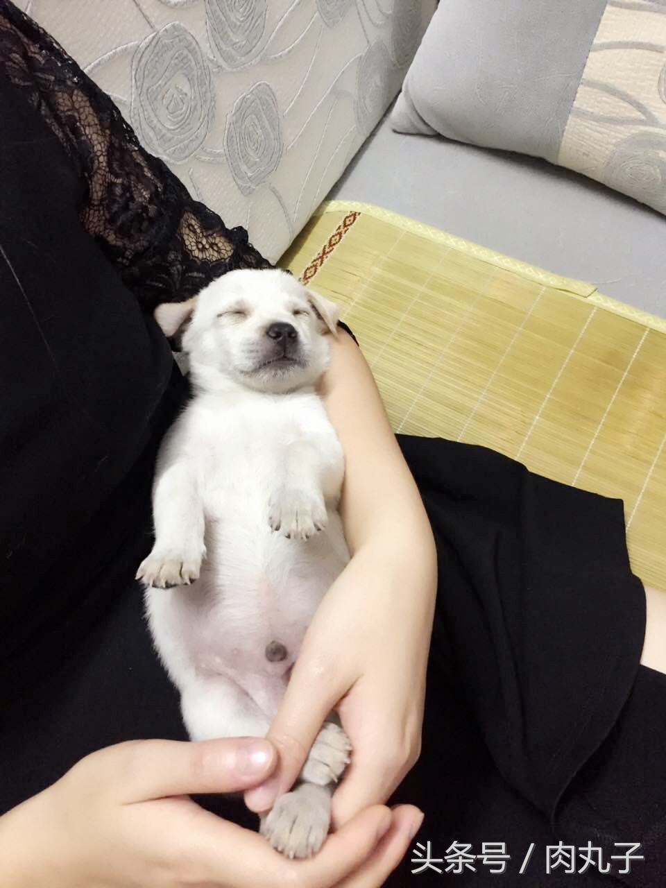 狗瘟方案,狗瘟自愈的药