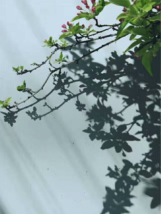 关于清明时节的古诗有哪些,关于清明的古诗并赏析