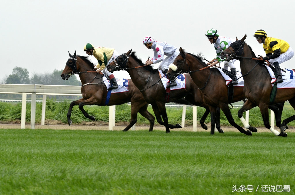 成都迪拜国际杯赛马今日举行中国骑师王文勋首战告捷