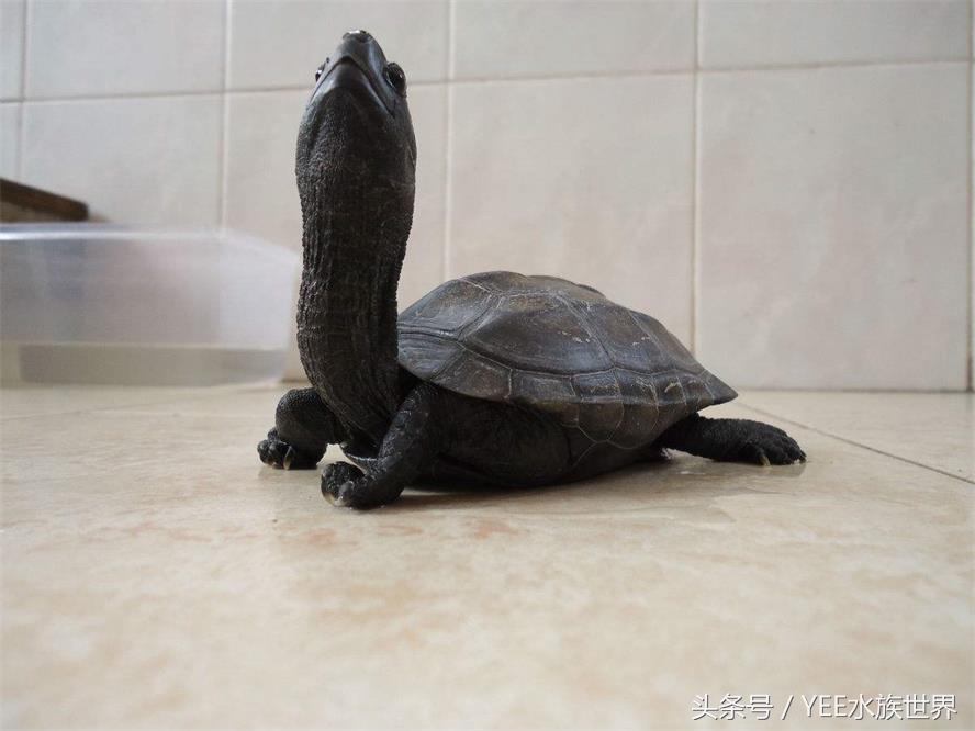 乌龟不露头什么讲究,乌龟为什么叫凤凰