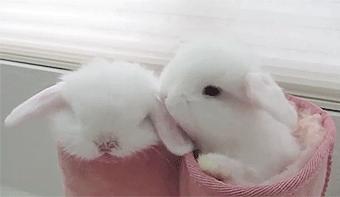 萌兔眼妆,软萌兔系眼妆
