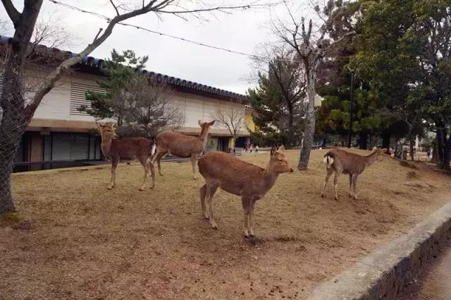 日本奈良看小鹿,日本奈良看小鹿视频