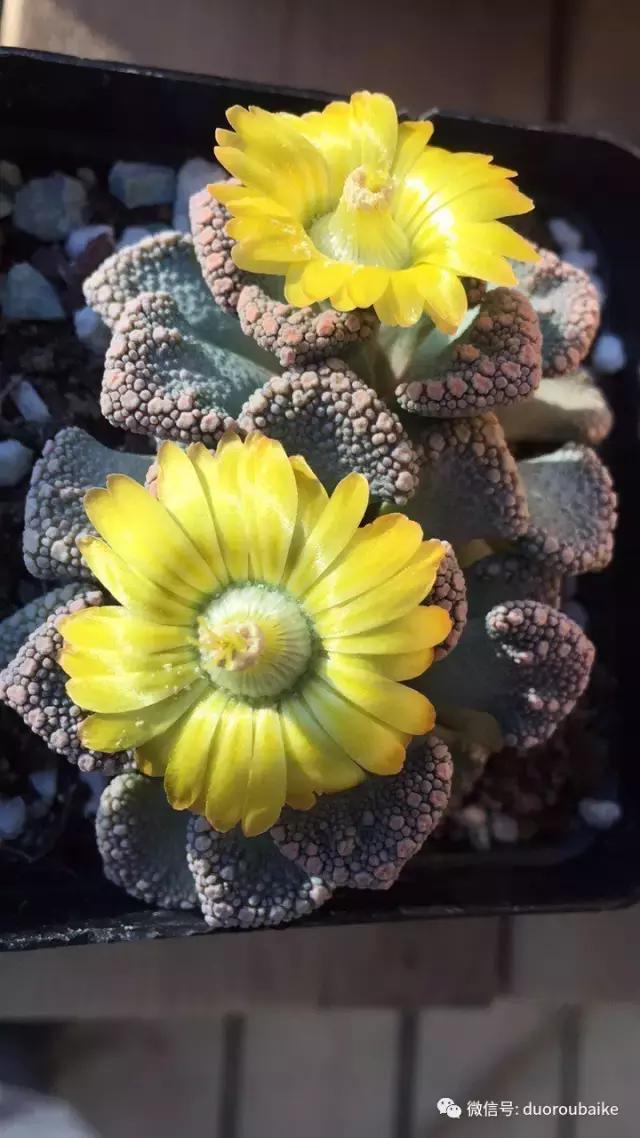 一入肉坑深似海下一句,一入肉坑深似海