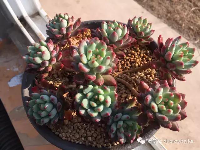 一入肉坑深似海下一句,一入肉坑深似海