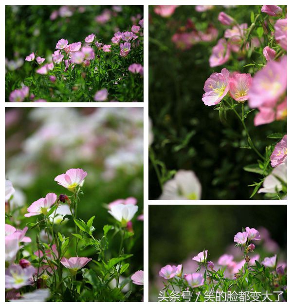 沐浴美人的魔法，月见草