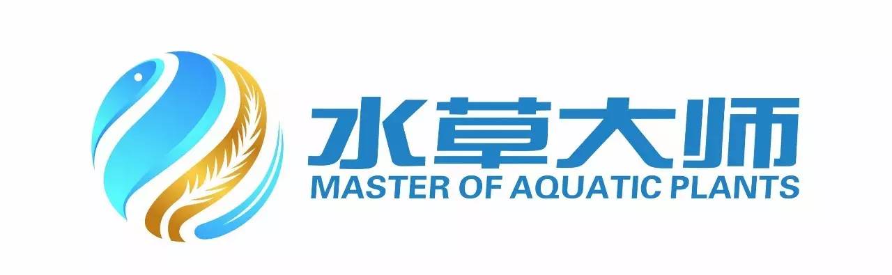 狼尾蕨造景方法,狼尾蕨的森林造景