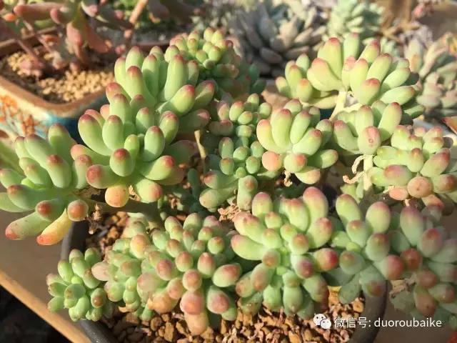 一入肉坑深似海下一句,一入肉坑深似海