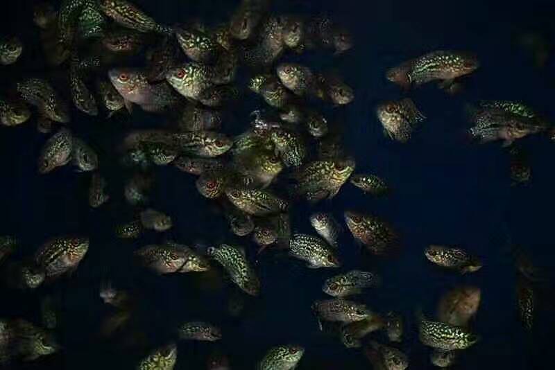 火凤凰罗汉鱼苗怎么饲养,网购的罗汉鱼苗如何饲养