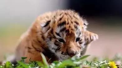 清明哪里合适踏青旅游,踏青沈北蒲河