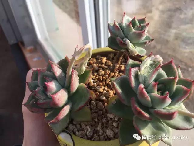 一入肉坑深似海下一句,一入肉坑深似海