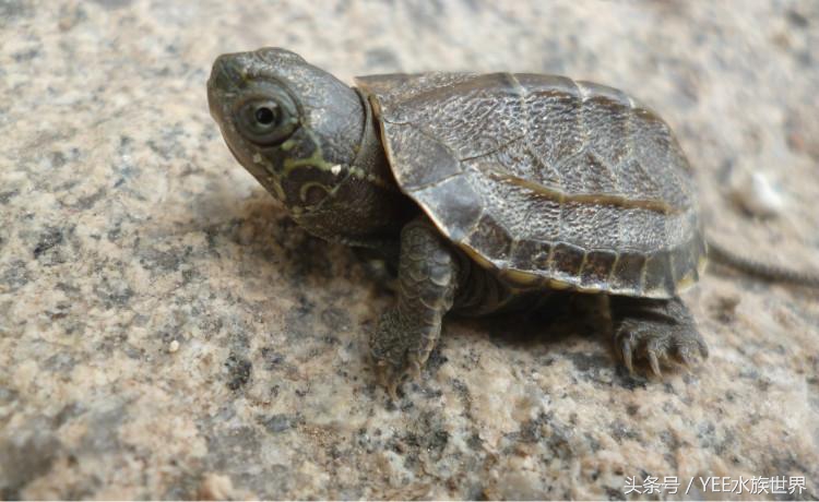 乌龟不露头什么讲究,乌龟为什么叫凤凰