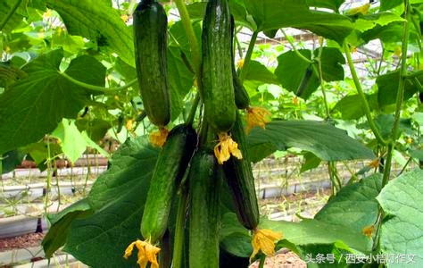 三年级文章夸家乡500字,二年级夸家乡文章150字