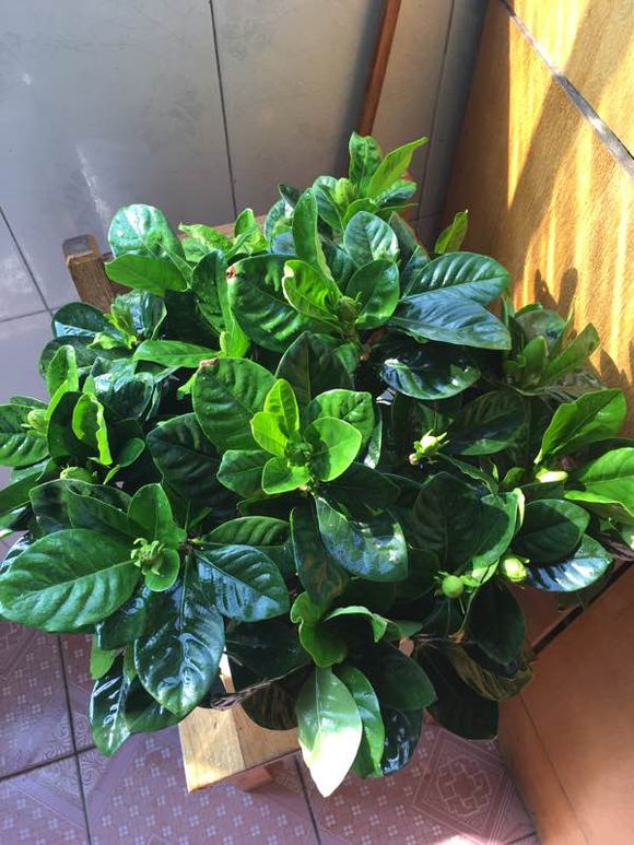 栀子花叶发黄用磷酸二氢钾行吗,栀子花开花时能够加磷酸二氢钾吗