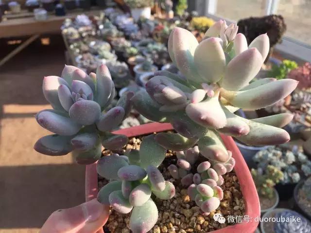 一入肉坑深似海下一句,一入肉坑深似海