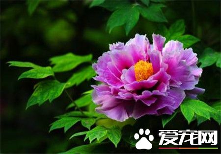 牡丹花有多种花色,牡丹花有几种颜色